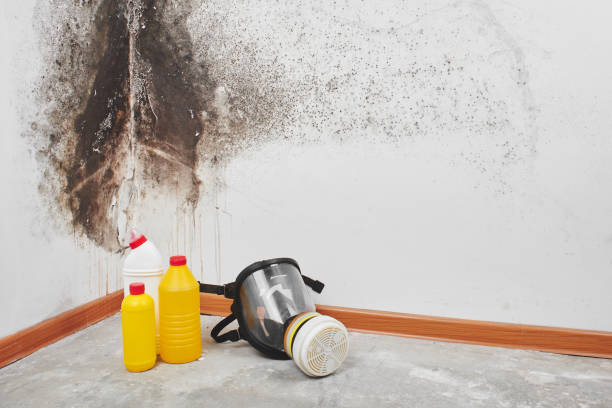Best Home Mold Removal  in Shell Ridge, CA