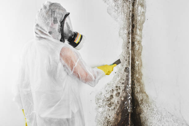 Best Professional Mold Removal  in Shell Ridge, CA