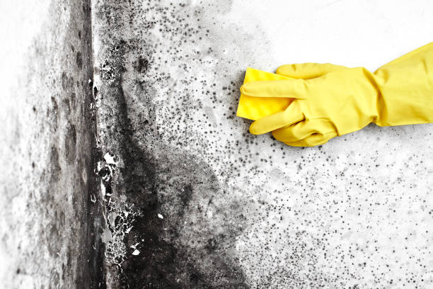 Best Mold Cleaning Services  in Shell Ridge, CA