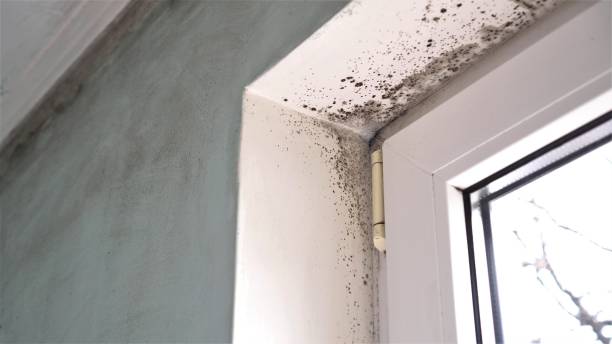 Best Affordable Mold Removal  in Shell Ridge, CA