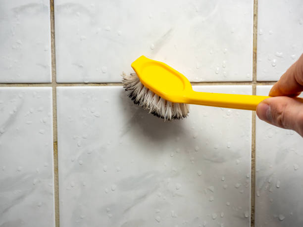 Best Toxic Mold Removal  in Shell Ridge, CA