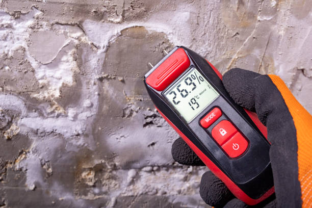 Best Fast Mold Removal  in Shell Ridge, CA
