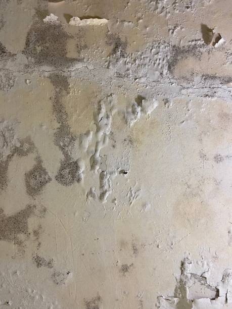 Best Mold Removal and Inspection  in Shell Ridge, CA
