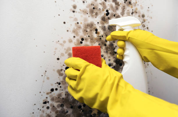 Best Local Mold Removal Service  in Shell Ridge, CA