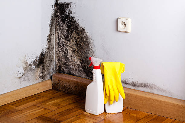 Best Water Damage Restoration  in Shell Ridge, CA