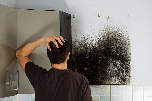 Best Mold Remediation Services  in Shell Ridge, CA