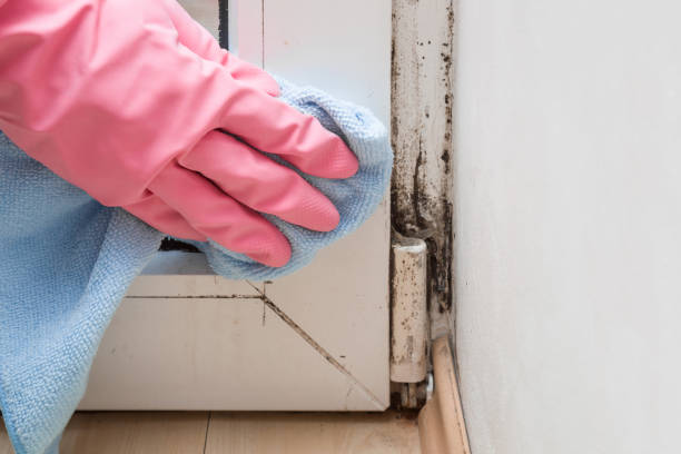 Best Local Mold Removal Service  in Shell Ridge, CA