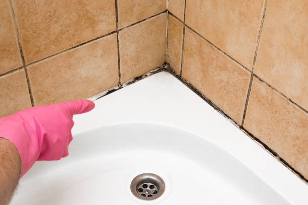 Best Office Mold Removal Services  in Shell Ridge, CA
