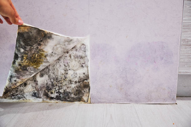 Best Professional Mold Removal  in Shell Ridge, CA
